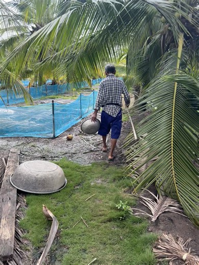 #ปลากัดแปดริ้ว