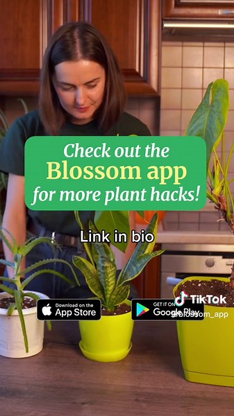 Fix Moldy Soil on Houseplants with These Easy Plant Hacks!