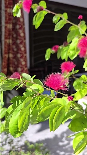 Powder puff plant ✨️🌱 #flowers #nature #garden #prettyflowersss #plants