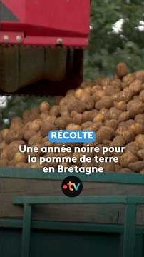 Une année noire pour la pomme de terre bretonne