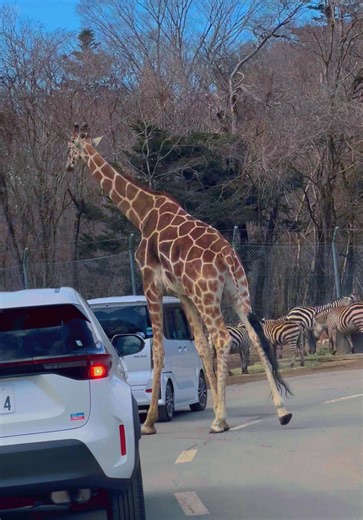 Exploring Wildlife Adventures in Japan