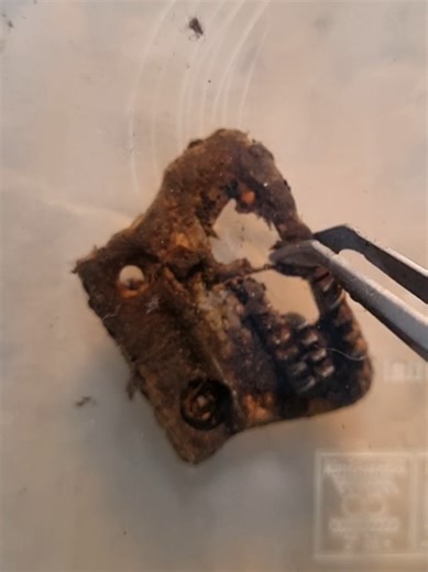 Cleaning the Feed Dog of a SINGER Sewing Machine