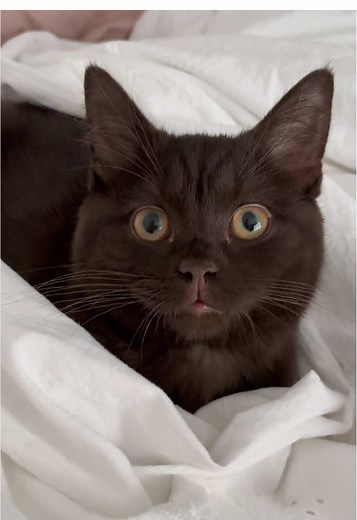 Adorable Chatty Brown Cat Traits