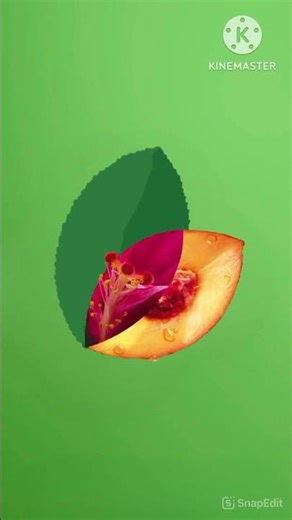 Fuze Tea Logo Remake 9:16 V2