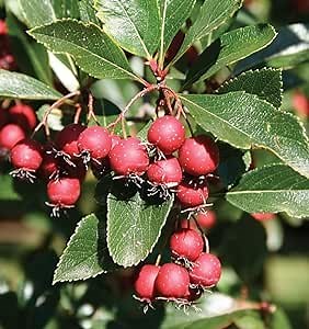 Thornless Hawthorn Tree Seeds for Planting (30 Seeds) - Crataegus Crus-Galli