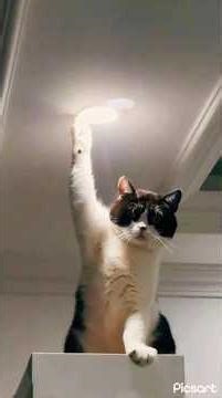 Funny kitten jokes 🐈😹🤪💓🐈‍⬛#viral #trending #fypシ゚viral #shorts #funny #ai #cute #animalsfun