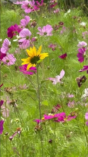 Poppy flowers ~ Royal Botanic Garden Sydney, Australia