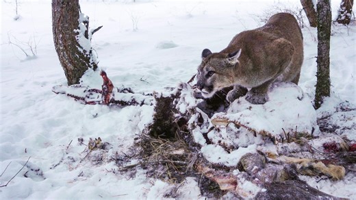 Mountain Lion vs. Elk: Rare Hunt Caught on Camera | Watch online at WTTW.com