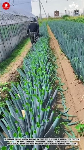 Trimming Green Onions Using a Motorized Cutter in the Field #smartfarming #gardeningtips