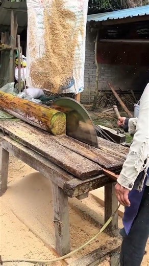 cutting banana tree trunk using a large circular saw blade on a wooden table to make animal feed