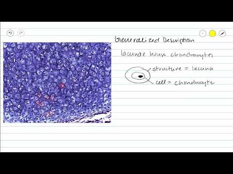 Elastic Cartilage Connective Tissue