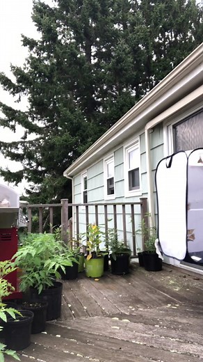 Raising Monarch Butterflies: How to Make Sugar Water and Care for Your Pet Butterfly