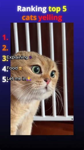 Top 5 CATS YELLING🤬🙀 #cat