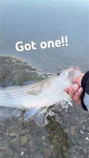 Striped Bass Release - #fishing #fishingvideo #stripedbass #shorts
