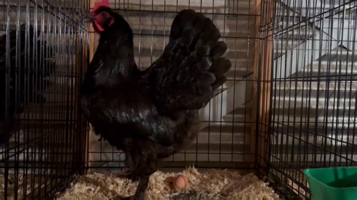 A Black Langshan pullet, a member of our 2026 showstring, showing exceptional type and balance here at Sunshine Showbirds. We strive for our flock to be a balance of 1/3 legs, 1/3 body, and 1/3 neck and tail. Also emphasizing the “U shape”, underline, and topline. | Sunshine Show Birds
