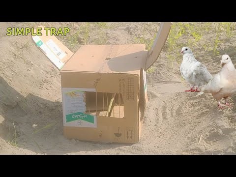 Pegions Traping Easy Ways Simple trap Creative from Box