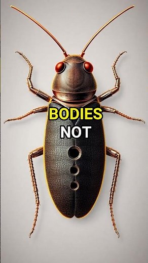 Cockroaches Can Survive Without Heads?!