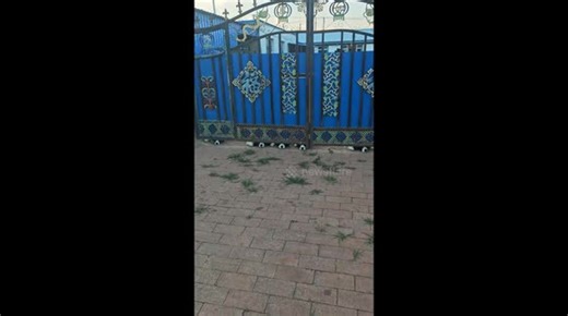 Border Collies peek under gate to watch passersby in Inner Mongolia, China