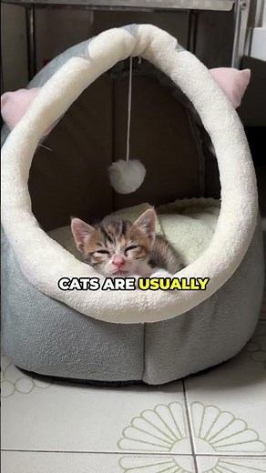 Why Cats Might Be THE Best Pet!
