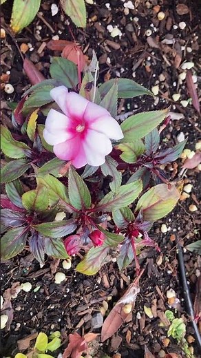 New Guinea impatiens #garden #flowers #plants #begoodbecool