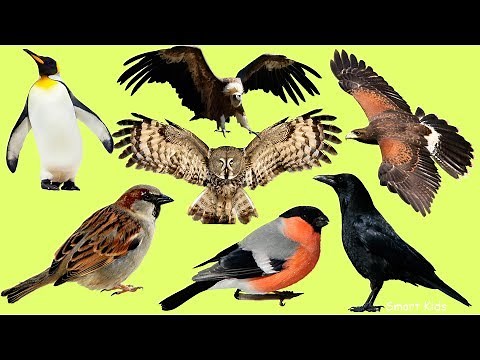 Aprende los nombres de 25 aves en español 🐦 | Escucha y repite con audio
