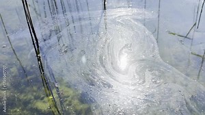 Oil slick floats on Biscarrosse Parentis lake after a pipeline leak from nearby oil well. Pollution visible on calm surface.