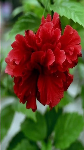 Stunning Rokto Joba (Hibiscus) Flowers in Bloom