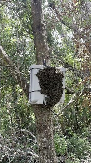 Caught a Swarm in Our Interceptor Pro Trap! 🐝🔥
