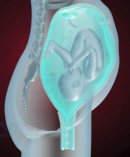 Fetus coming in to birth position (3D Animation)