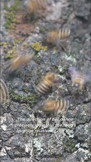 The Amazing Dance Language of Bees #beedance #interestingfacts #nature #bees