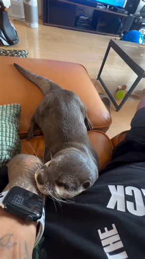 2.2K views · 229 reactions | Too cute! #otter #cuteanimal #cute #cutemammal #cuteotter #animals | Otter Lovers | Facebook