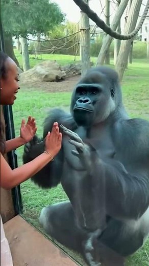 Gorilla acts a fool trying to impress beautiful woman at zoo #gorilla #girl