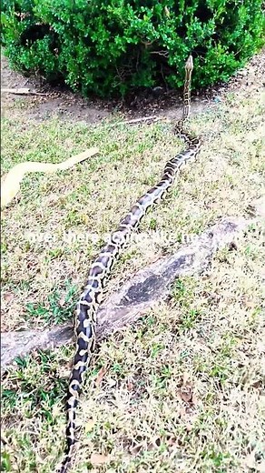 “Would You Handle a Giant Like This?” #reptiles #burmesepythons