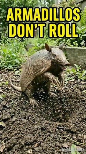 ARMADILLO | Amazing Random Facts