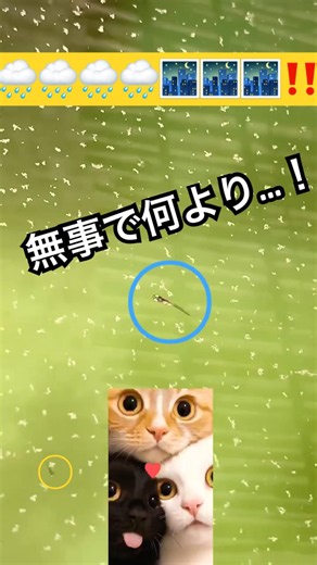 🌧️流されてなかった…‼️🌊洪水対策🙅‍♀️タライ水槽💦🐣🐥⁉️