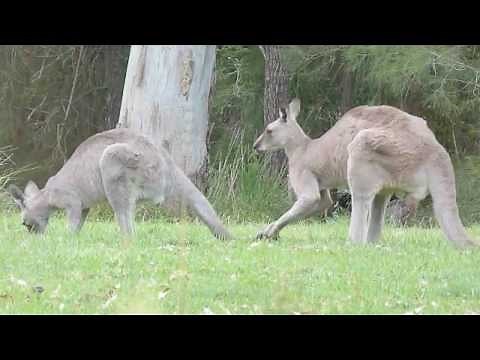 Australian Wildlife: Courting Kangaroos