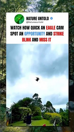 Blink and you’ll miss this Eagle swooping in #animalfacts #wildlife #eagles