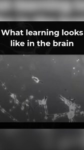 Your phone gets software updates. Your laptop gets upgrades. But what about your brain? Most of us go through life running on outdated mental software—struggling with memory, focus, and learning because no one ever taught us the right techniques. But what if you could train your brain to work better, faster, and smarter? With Superbrain, you’ll learn techniques to: 🧠 Remember names, facts, and important details effortlessly 🚀 Speed up your learning process and retain more information 💡 Stay s