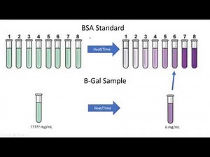 Lab 8: BCA assay Lecture