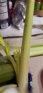 Watch Insects and bugs on Amazon Live