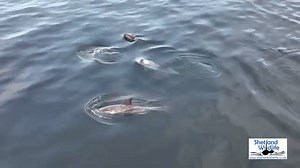 13K views · 468 reactions | It has been a Risso's Dolphin-filled week for us here in Shetland with good numbers recorded all along the east coast. Wonderful to watch and film this family group off Levenwick - check out those tiny calves! Footage by Hugh. See more of our wildlife pics and videos over on our Instagram page at https://www.instagram.com/shetlandwildlife/ | Shetland Wildlife | Facebook