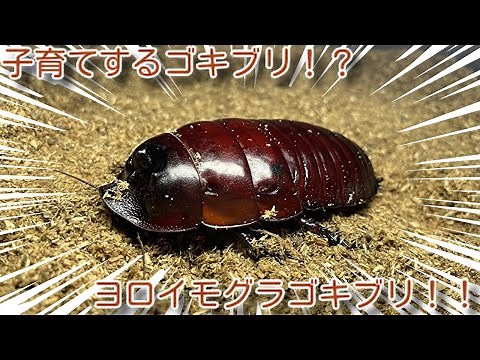 How to keep armored mole cockroaches
