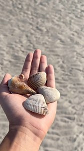 10K views · 164 reactions | Low tide is the best time for shelling! Explore our beach, and use our shell washing station to clean your treasures before taking them home as souvenirs! Don’t forget to grab your free shell bag at the front desk when you check in!  #ShellingAtPinkShell #BeachMemories #PinkShellResort #PinkShellMemories #FMB #FortMyersBeach #LoveFL #visitflorida #VisitFortMyers #BeachResort #TravelFL #SWFL #MyFortMyers | Pink Shell Beach Resort & Marina | Facebook