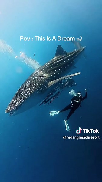 Pulau Redang: A Dream Day with Whale Sharks