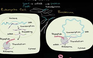 Translation (mRNA to protein) | Biomolecules | MCAT | Khan Academy