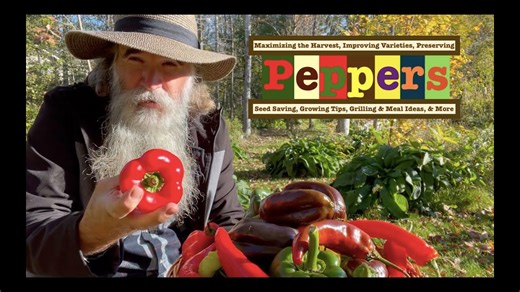 Pepper Seed Saving - Do This, Get Viable Seeds + How To Get Bigger Harvests, Preserving, Drying ++
