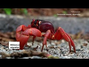 Millions of red crabs head to the sea on Christmas Island | REUTERS