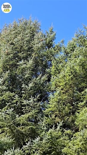 2.1K views | When it comes to female foresters, the industry has come...