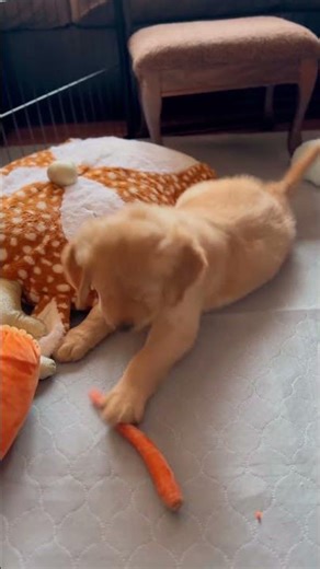 Puppy’s first carrot… Ted is not sure what he thinks! 🐶🥕 🤣 #puppylife