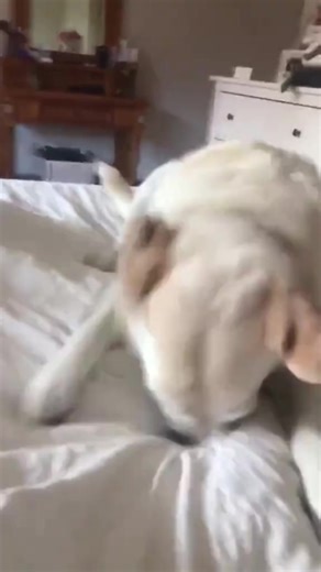 Hilarious Dog Sneezes That Will Make You Laugh